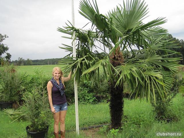 43849_trachycarpus-fortunei-windmill-palm-1000054419.jpg